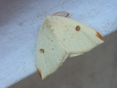 Topomesoides jonasii