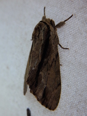 Shaka atrovittatus