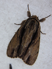 Shaka atrovittatus