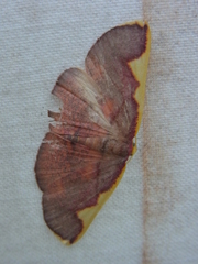 Nothomiza oxygoniodes