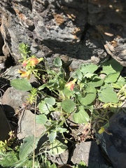 Viola purpurea quercetorum
