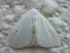 Arctornis kumatai