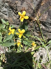Viola purpurea quercetorum