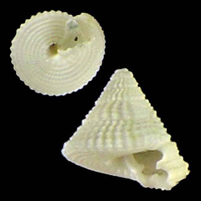 Seguenziinae