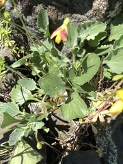 Viola purpurea quercetorum