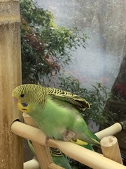 Melopsittacus