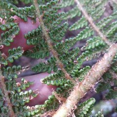 Polystichum speciosissimum