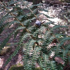 Polystichum speciosissimum