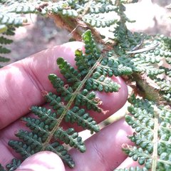 Polystichum speciosissimum