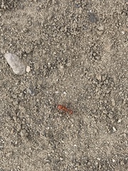 Pogonomyrmex subnitidus