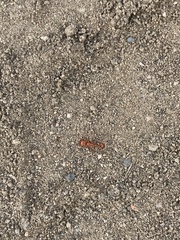 Pogonomyrmex subnitidus