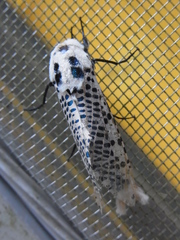 Zeuzera multistrigata