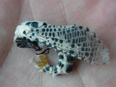 Zeuzera multistrigata