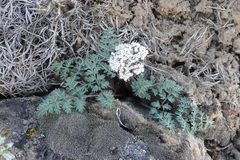 Lomatium canbyi