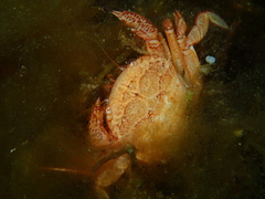 Nectocarcinus