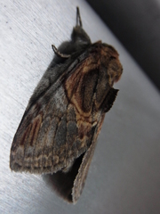 Peridea aliena