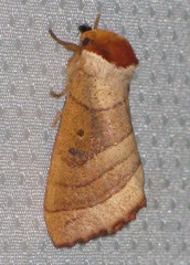 Datana drexelii