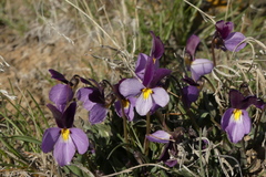 Viola trinervata
