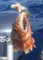 Helicolenus percoides