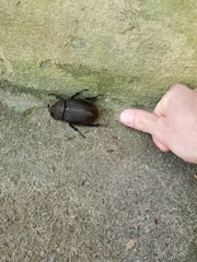 Dynastes septentrionalis