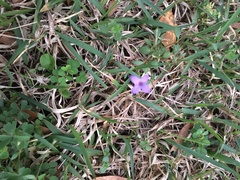 Houstonia pusilla
