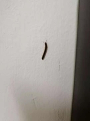 Asiomorpha coarctata