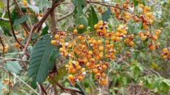 Dilleniaceae