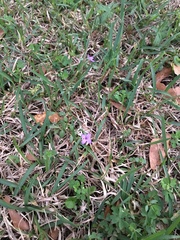 Houstonia pusilla