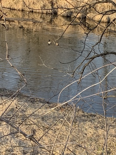 Mallard photographed in Iowa