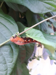 Lepidoptera