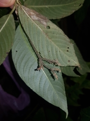 Palicourea acicularis