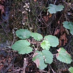 Heuchera longipetala orizabensis