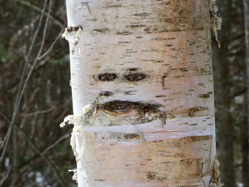 Betula papyrifera, photographed by an iNaturalist contributor