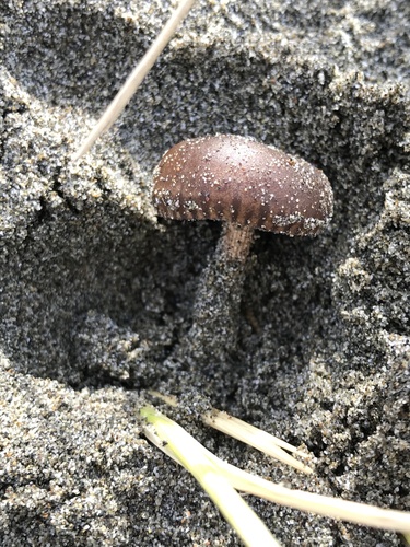 Beach Brittlestem