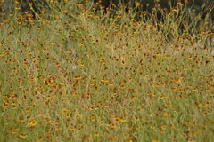 Helenium quadridentatum