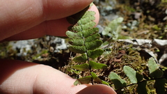 Asplenium resiliens image