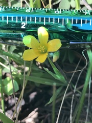 Oxalis pilosa