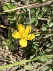Oxalis pilosa