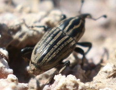 Sphenophorus australis