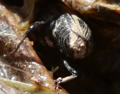 Sphenophorus australis