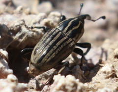 Sphenophorus australis