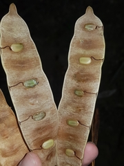 Albizia adinocephala