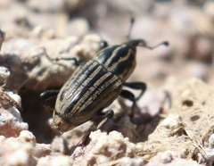 Sphenophorus australis