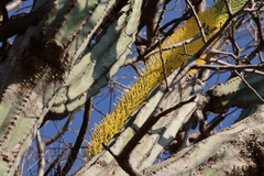 Agave vilmoriniana