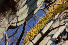 Agave vilmoriniana