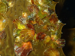 Electroma papilionacea image