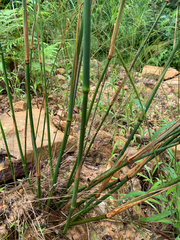 Austrostipa ramosissima