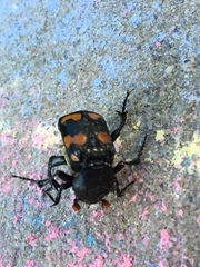 Nicrophorus carolina