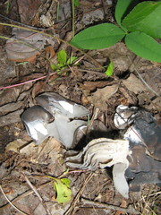 Helvella lacunosa image