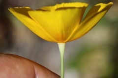 Eschscholzia caespitosa